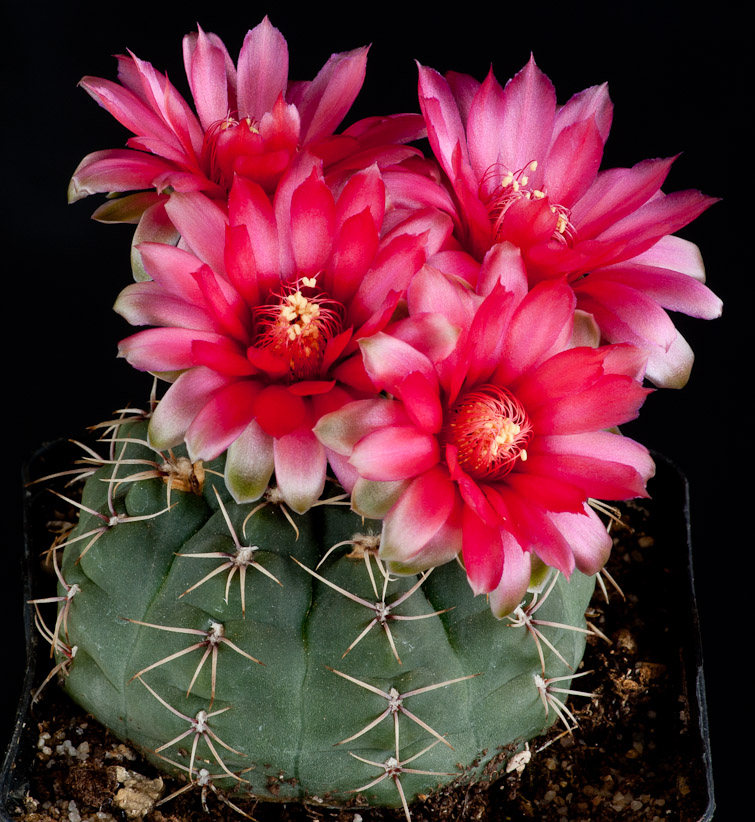 Gymnocalycium baldianum